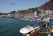 임금님 입맛 사로잡은 강구항 영덕대게