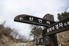 산벚꽃 흐드러진 비단 금산 보곡산골