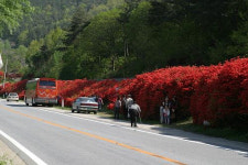 곡성군, 섬진강 철쭉길 사진찍기 좋은장소