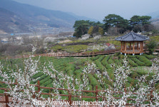 경남 하동, 다원 차(茶) 명상여행