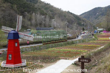 광주동구 동적골 산책로 튤립꽃의 메카로 뜬다