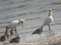 찾아가고 싶은 섬, 볼음도 저어새 생태마을 선정