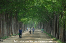 담양군, 명품숲 길 생태숲 길로 업그레이드
