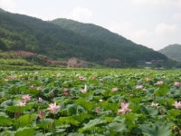 진주시, 연꽃 향기 가득한 산골마을 작은 음악회 열린다