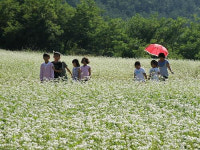 보은군 제8회 구병 아름마을 메밀꽃 축제