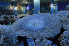 울산 진하해변과 간절곶에서 기도하는 새해소망