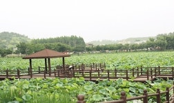 진주 강주연못이 펼치는 연꽃의 향연