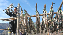 추석선물 ‘인제 용대황태’ 인기 최고