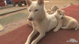 TV동물농장, 네 마리 강아지 가짜 엄마 vs 진짜 엄마 양육 쟁탈전