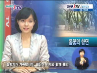 마포구 당인리 화력발전소 벚꽃길 향기로 가득