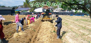 올 여름 무더위, 금산도매센터의 명품 금산인삼으로 이겨보자