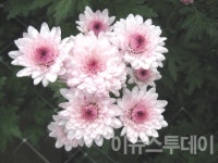 새로운 꽃 ‘스위트엔디’