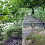 “시원한 예곡마을 호박터널로 오세요”