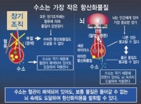 [건강칼럼 수소이야기(12)] 마이너스 수소이온과 산호칼슘