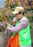 경남농협 임직원 단감농장서 일손돕기 구슬땀