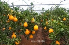 고흥군, 명품 하나봉 수확 한창