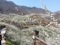 코레일 구포역, 광양 매화마을 쌍계사 당일 관광열차