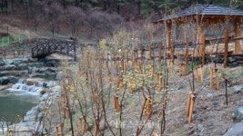 승학산 제석골, 봄 찍으러 오세요