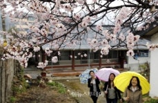 살구꽃 핀 고향마을