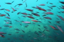 참좋은여행 해양레포츠의 천국 세부, 280불 옵션투어 무료 제공
