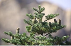 크리스마스 트리 구상나무, 속리산서 첫 발견