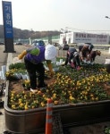 용인시 기흥구, 2만 3000본 봄꽃 식재
