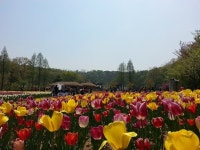 부천자연생태공원 튤립전시회 개최