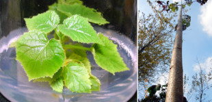 성삼문 오동나무…민족 전통성·정기 일깨운다