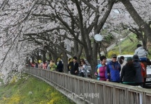 인산인해 이룬 구례 동해벚꽃길
