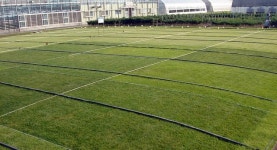 경기도농업기술원, 장성중지 잔디 학교에 보급