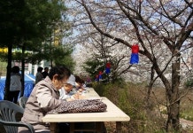 용인시 풍덕천2동 정평천 벚꽃축제 성황