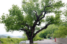 하나의 뿌리에 여러 종류 나무가 함께 살아요