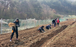 보령 청라면 은고개 마을, 스타마을로 우뚝