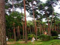 숲 경관, 자연휴양림 찾는 이유 중 으뜸