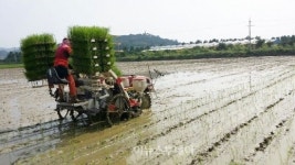 고흥 죽암농장 2기작 벼 수확 후 5만3000㎡ 논에 모내기
