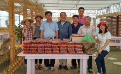 용인시 양지면, 저소득 독거노인 방울토마토 나눔