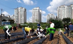 용인시 수지구 죽전1동, 사랑의 배추심기 행사