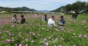 장성 황룡강에 코스모스 만발