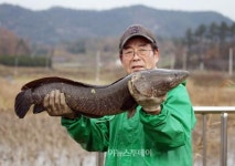 가래치기 포획으로 가물치 월척