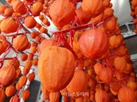 주홍빛으로 익어가는 광양 곶감