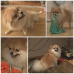 동물농장 팬티 집착犬 사랑이… 견주, 민망함에 복면제보 폭소
