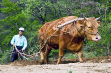 봄 만끽할 수 있는 산촌마을은?