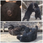 동물농장 반달가슴곰, 홀로서기 프로젝트… 끔찍한 아들사랑에 감동