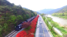 곡성 섬진강변 철쭉 꽃 절정
