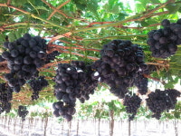 GS수퍼마켓, 한입 망고·고당도 포도 선봬