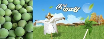 광양매실, KBS 6시내고향 방영된다