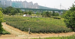 용인시, 기흥호수공원 생태학습장에 야생화단지 조성