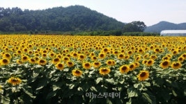 고흥군 율치마을 10만송이 해바라기 장관