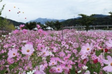 곡성 석곡 코스모스 음악회 오는 23일 개막
