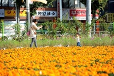 꽃으로 가득한 의정부시에서 가을을 느끼자
